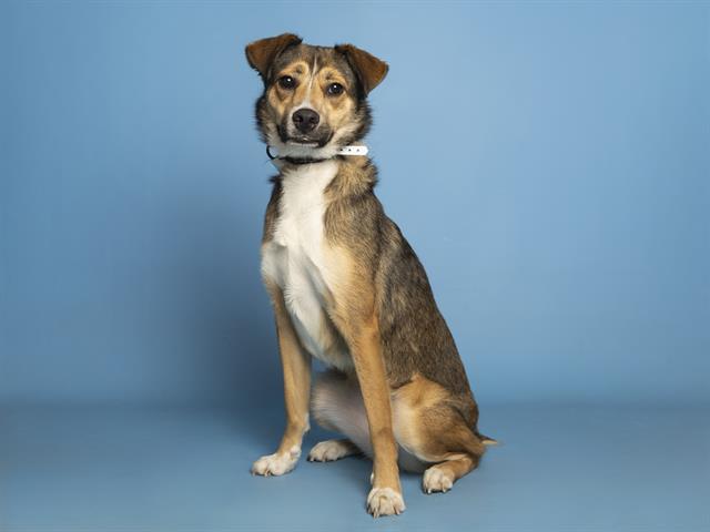 adoptable Dog in Phoenix, AZ named ROBYN