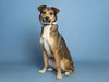 adoptable Dog in Phoenix, AZ named ROBYN