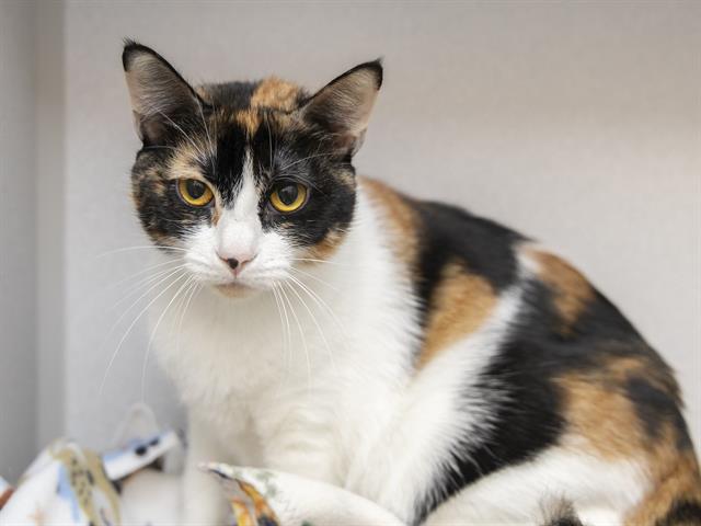 adoptable Cat in Phoenix, AZ named RED VELVET