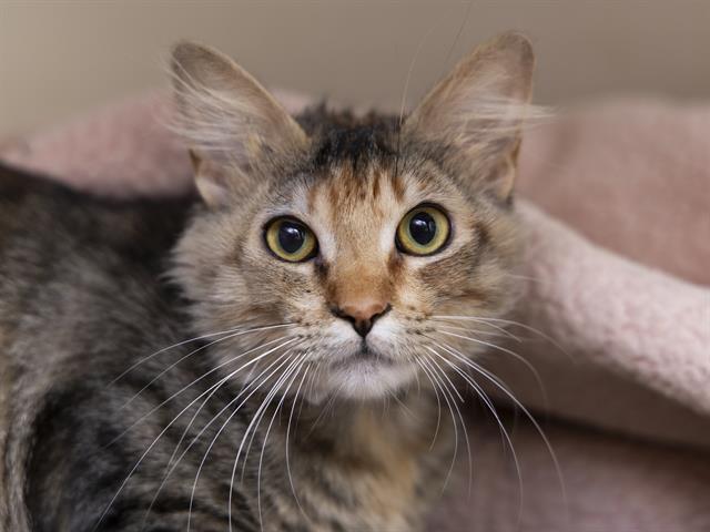 adoptable Cat in Phoenix, AZ named MARGE