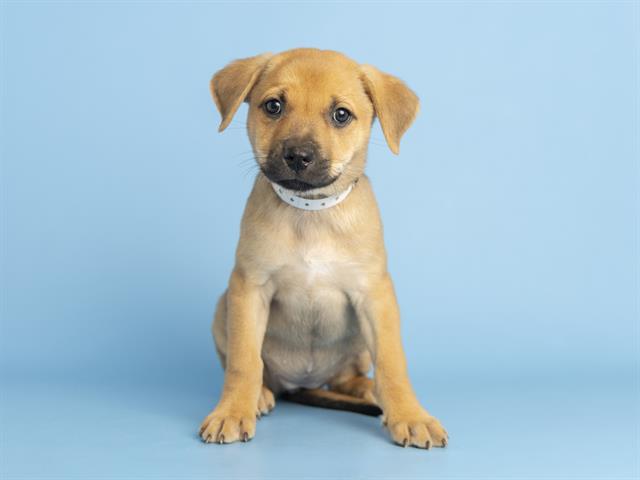 adoptable Dog in Phoenix, AZ named RED