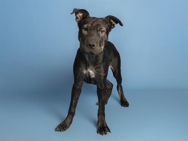 adoptable Dog in Phoenix, AZ named BLUE