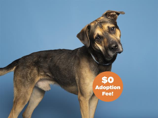 adoptable Dog in Phoenix, AZ named ARTHUR