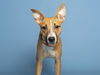 adoptable Dog in Phoenix, AZ named POPPY