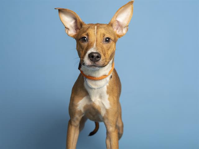 adoptable Dog in Phoenix, AZ named PASTA