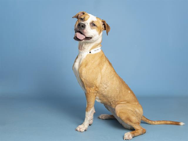 adoptable Dog in Phoenix, AZ named HARLEY