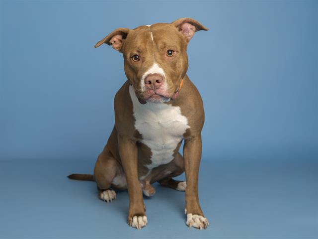 adoptable Dog in Phoenix, AZ named CANELO