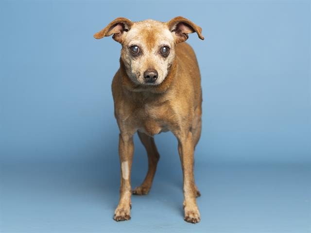 adoptable Dog in Phoenix, AZ named PENNY