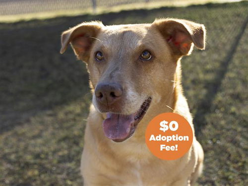 picture of the dog needing adoption