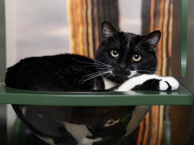 adoptable Cat in Phoenix, AZ named HERCULES