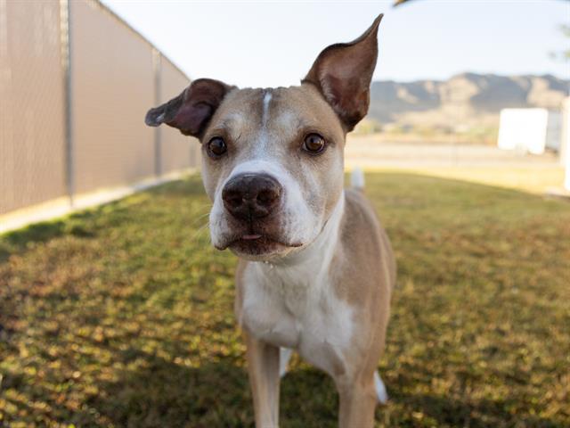 adoptable Dog in Phoenix, AZ named MARLIN