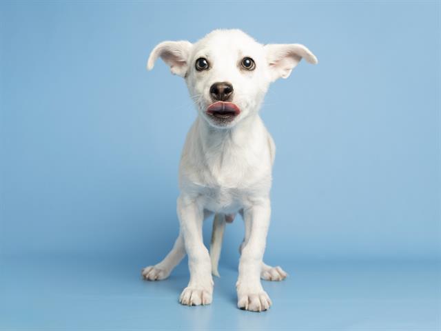 adoptable Dog in Phoenix, AZ named SHREK