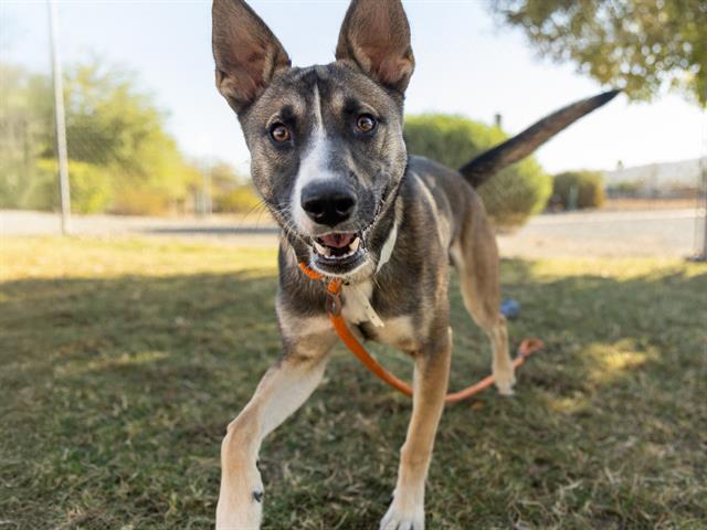 adoptable Dog in Phoenix, AZ named KODA