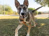 adoptable Dog in phoenix, AZ named KODA