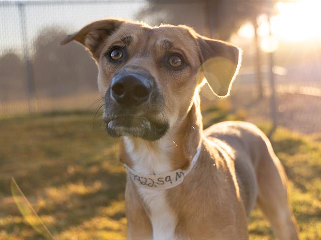 adoptable Dog in Phoenix, AZ named FRITZ