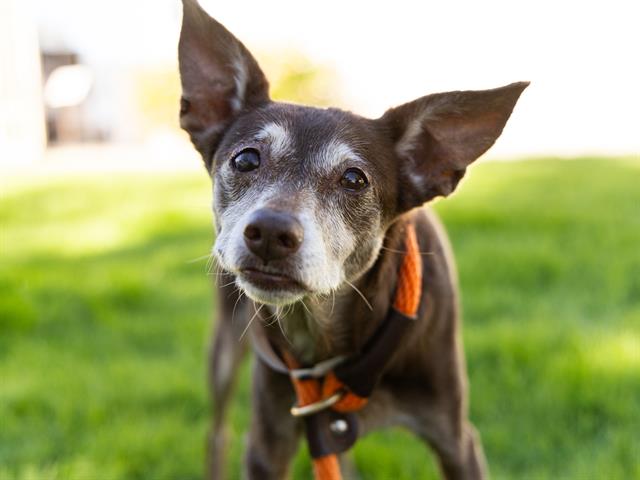 adoptable Dog in Phoenix, AZ named LUCKY