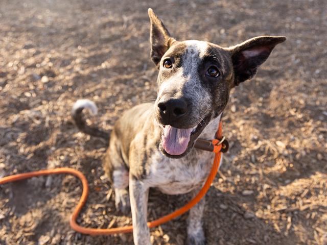 adoptable Dog in Phoenix, AZ named MATILDA