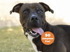 adoptable Dog in phoenix, AZ named FERRIS BUELLER