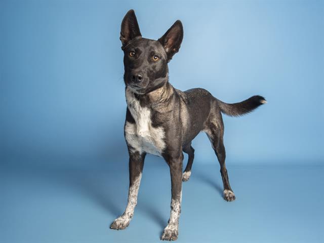 adoptable Dog in Phoenix, AZ named LUNA