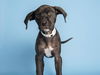 adoptable Dog in phoenix, AZ named PIP