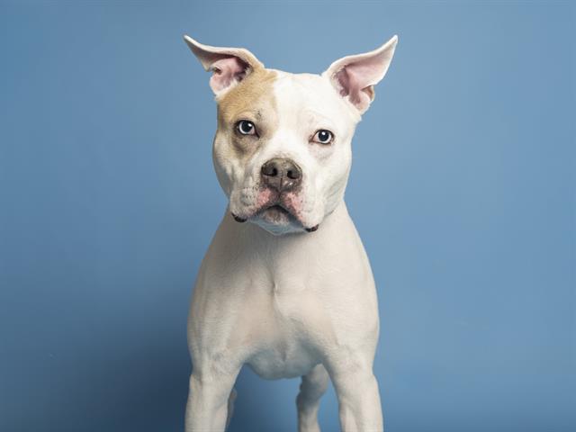 adoptable Dog in Phoenix, AZ named KASHTON KING