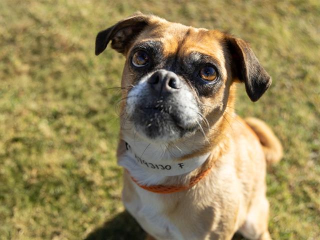 adoptable Dog in Phoenix, AZ named LILAC