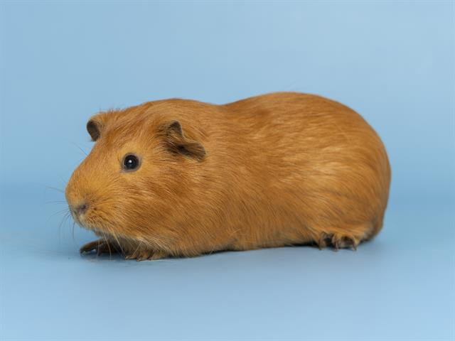 adoptable Guinea Pig in Phoenix, AZ named JERRY