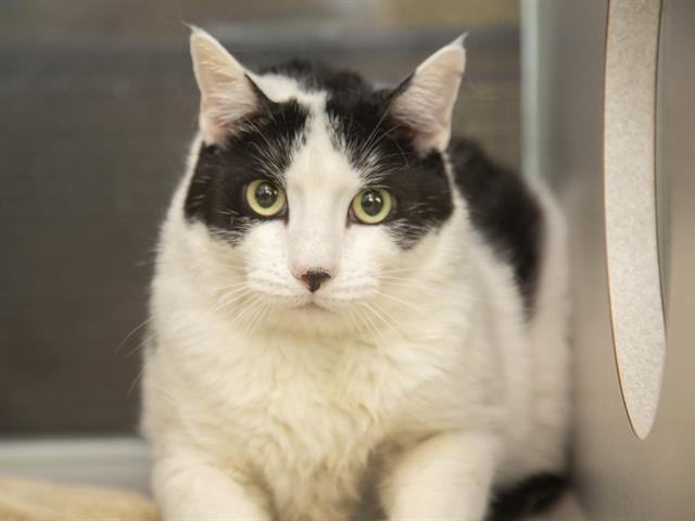 adoptable Cat in Phoenix, AZ named PIPPY