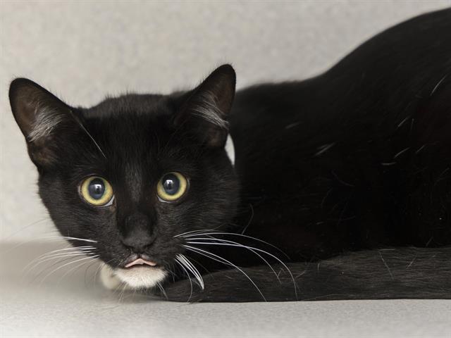 adoptable Cat in Phoenix, AZ named GRILLED CHEESE