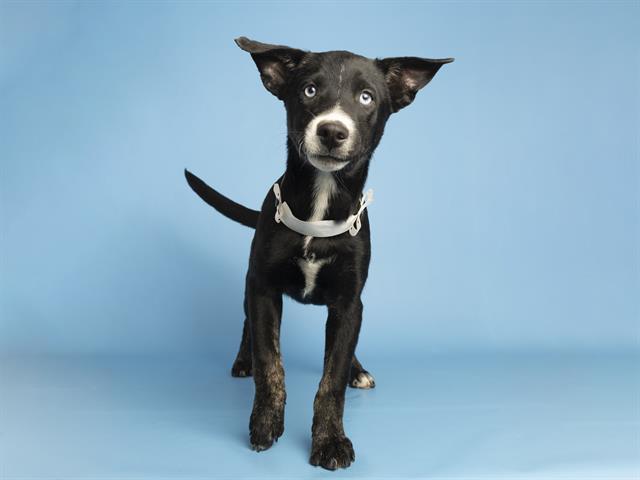 adoptable Dog in Phoenix, AZ named GHOSTIE