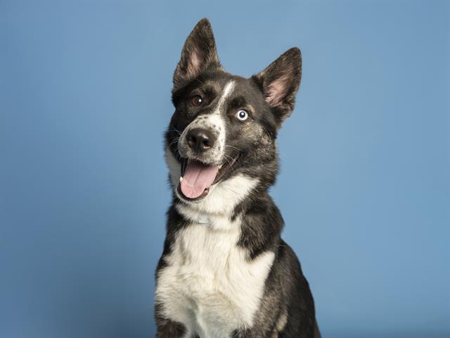 adoptable Dog in Phoenix, AZ named DORY