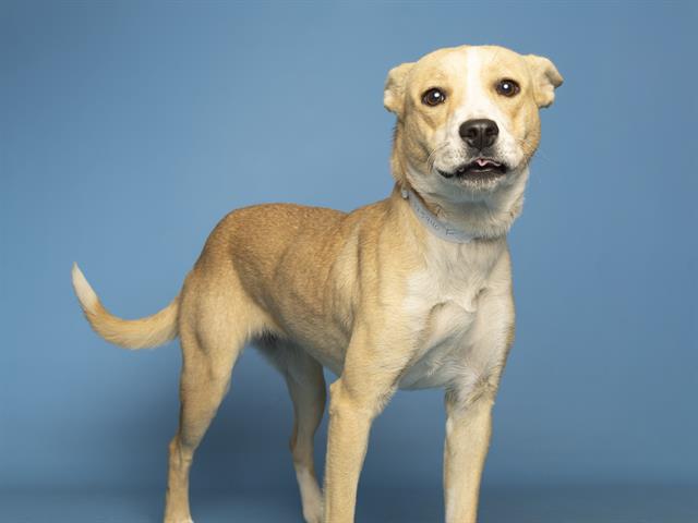 adoptable Dog in Phoenix, AZ named RIO