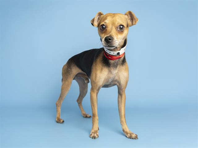 adoptable Dog in Phoenix, AZ named LYNDON