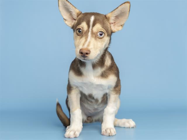 adoptable Dog in Phoenix, AZ named HAZEL