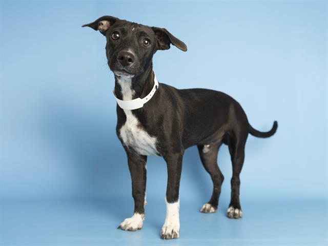 adoptable Dog in Phoenix, AZ named OREO