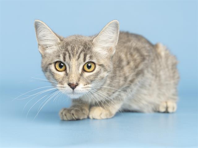 adoptable Cat in Phoenix, AZ named JUDY HOPPS