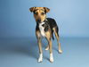 adoptable Dog in , AZ named JAZZIE