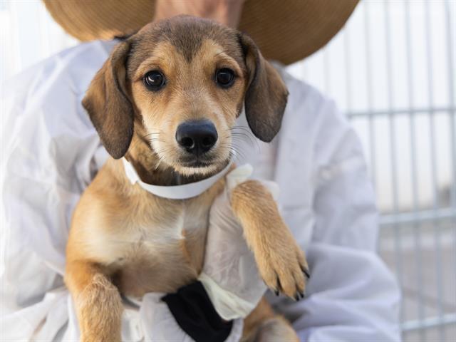 adoptable Dog in Phoenix, AZ named NORTH DAKOTA