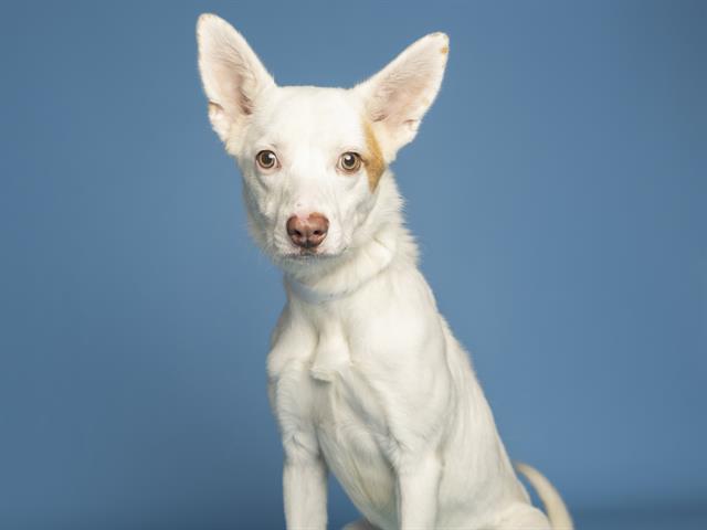 adoptable Dog in Phoenix, AZ named MAVERICK