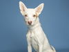 adoptable Dog in phoenix, AZ named MAVERICK