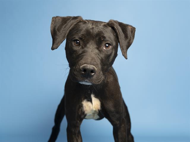 adoptable Dog in Phoenix, AZ named ELVIRA