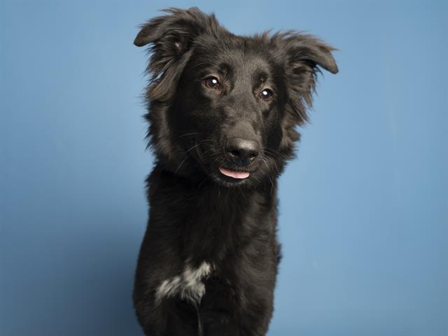 adoptable Dog in Phoenix, AZ named LADY