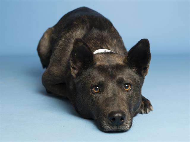 adoptable Dog in Phoenix, AZ named JACKIE