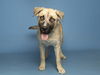 adoptable Dog in , AZ named PERCY