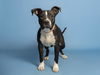 adoptable Dog in Phoenix, AZ named LILIA