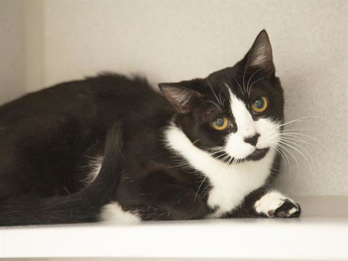picture of the cat needing adoption