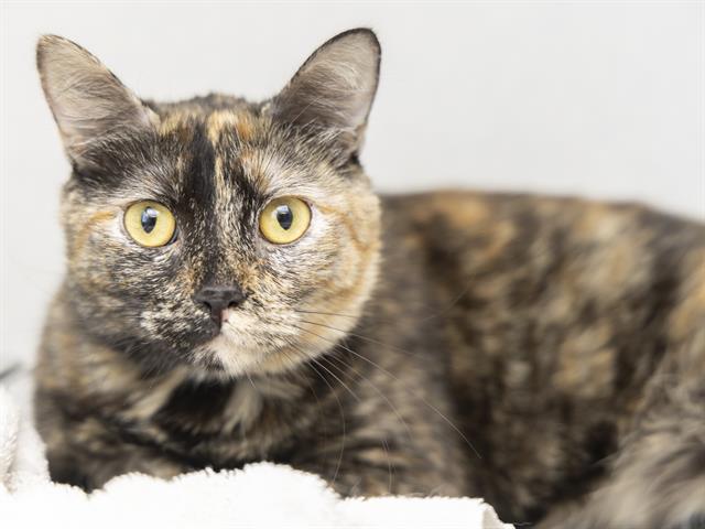 adoptable Cat in Phoenix, AZ named MEENA