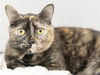 adoptable Cat in Phoenix, AZ named MEENA