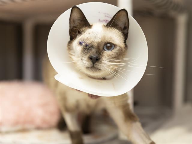 adoptable Cat in Phoenix, AZ named LINDSEY