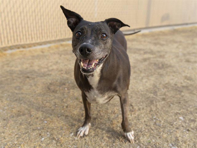 adoptable Dog in Phoenix, AZ named LA FONDA